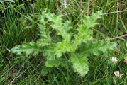 weeds1